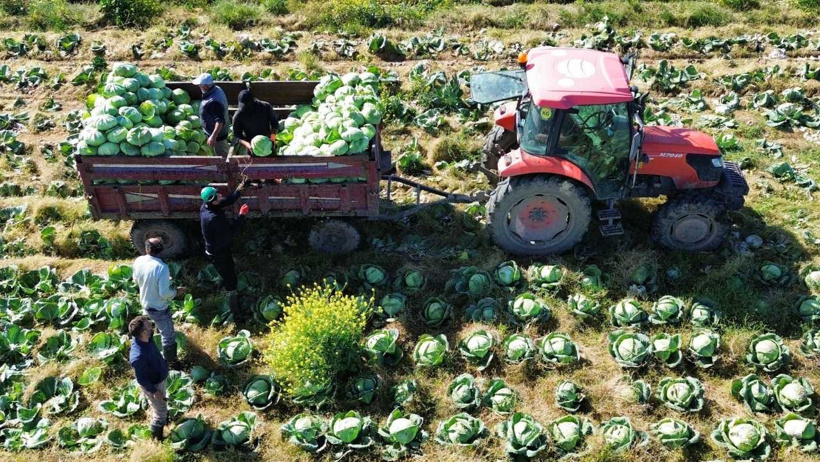 samsun bafra lahana hasadı