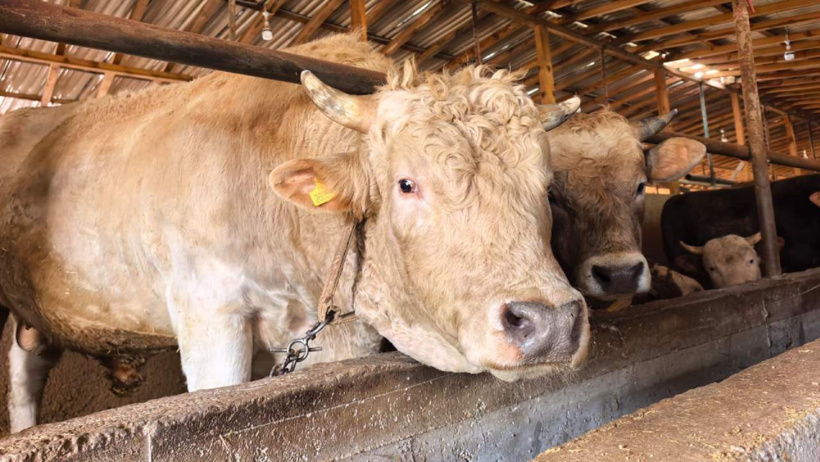 Kurbanlık fiyatları belli oldu: En ucuzu bile pahalı - Resim : 3