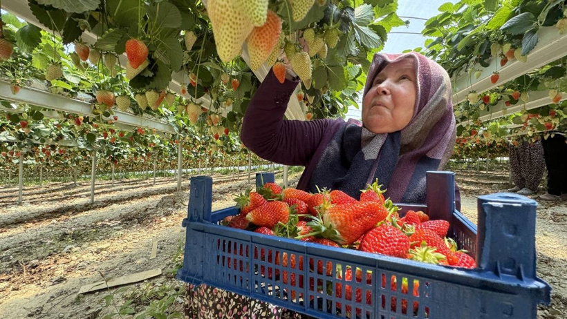 yapay zeka destekli cilek hasadı hatay