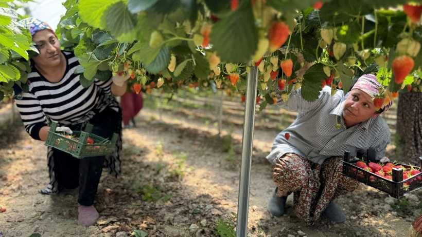 yapay zeka destekli cilek hasadı hatay