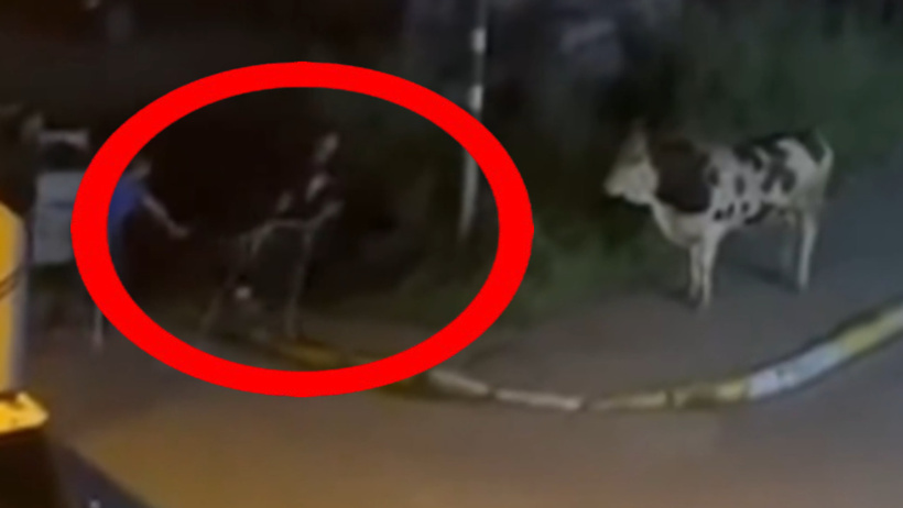 Kaçan kurbanlık kuaföre daldı! Kovboy gibi kement attı olmadı: Sopayla vurup durdurmaya çalıştı - Resim : 4