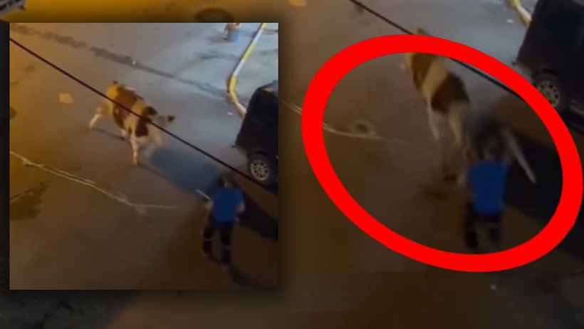 Kaçan kurbanlık kuaföre daldı! Kovboy gibi kement attı olmadı: Sopayla vurup durdurmaya çalıştı - Resim : 6