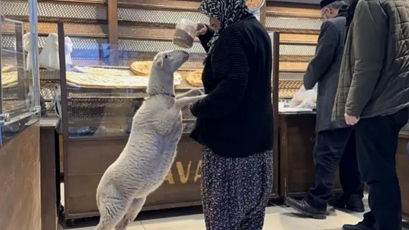 koyun çorap