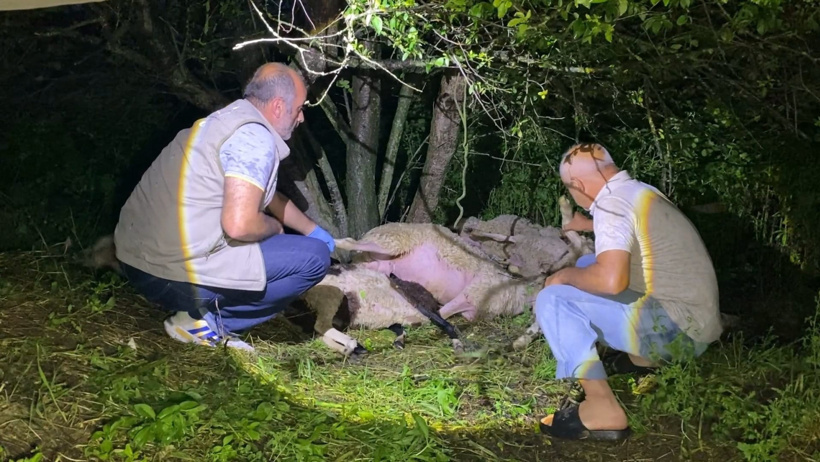 Bursa'da yıldırım düştü! 6 koyun öldü - Resim : 2