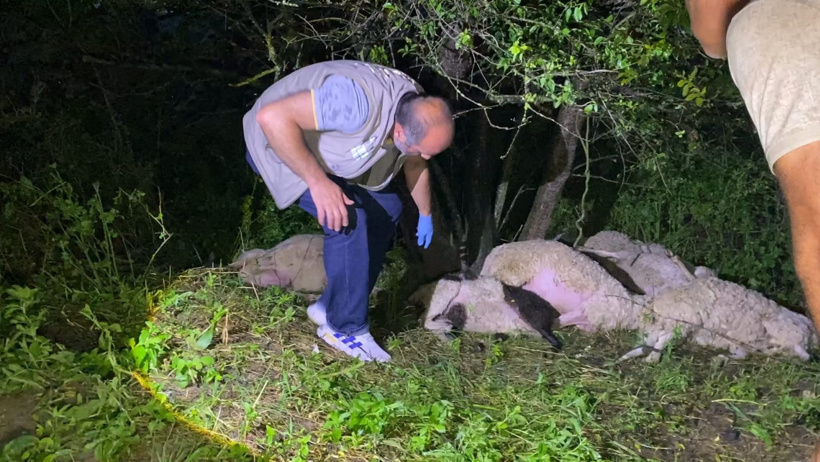 Bursa'da yıldırım düştü! 6 koyun öldü - Resim : 1