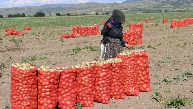 Türkiye'yi doyuran o ilde dev hasat başladı: Kırmızı çuvallarla tonlarca topladılar - Resim : 4