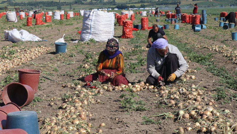 Türkiye'yi doyuran o ilde dev hasat başladı: Kırmızı çuvallarla tonlarca topladılar - Resim : 1