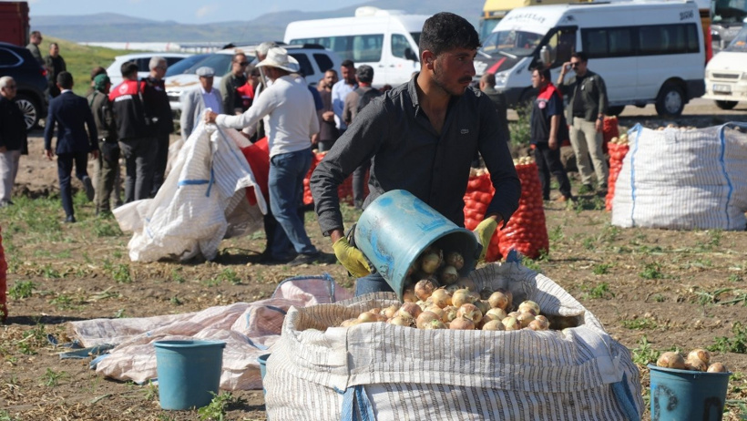 Türkiye'yi doyuran o ilde dev hasat başladı: Kırmızı çuvallarla tonlarca topladılar - Resim : 2