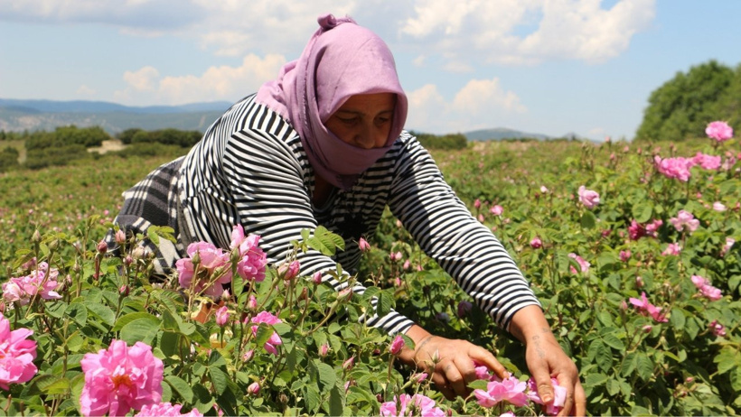 Sabah 04.30'da tarlaya koşuyorlar: 34 liraya topladıkları 160 bin lira oluyor - Resim : 1
