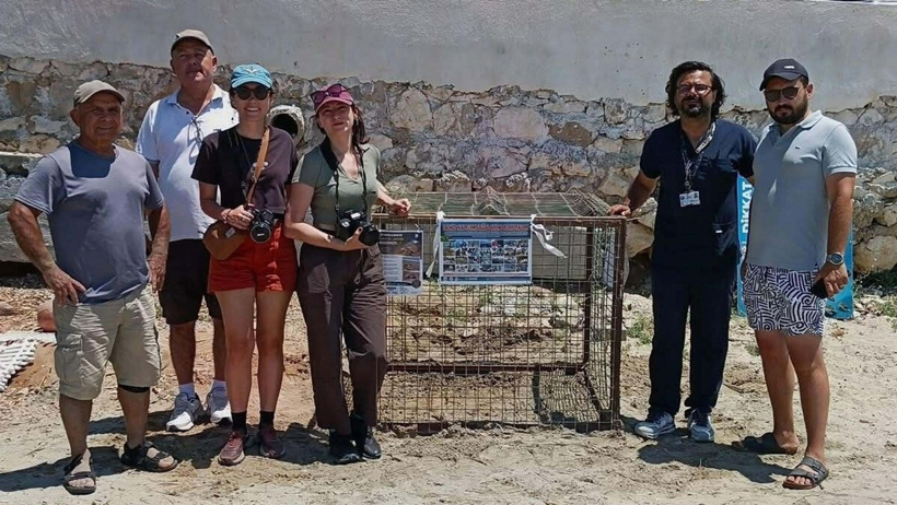 Sezonun ilk yuvası oldu: 2 ay sonra yumurtadan çıkıp denize paytak paytak koşacaklar - Resim : 3