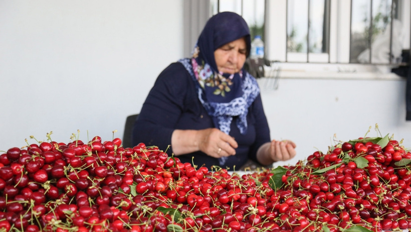 Kilosu 250 liradan başlıyor: Hasadı devam ediyor, ülkeye yüzlerce milyon dolar kazandırıyor - Resim : 3