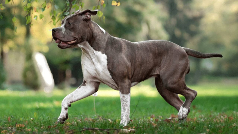 Çocuk ve köpek aynı odada kalamayacak! İki ülkeden tartışma yaratan karar - Resim : 3