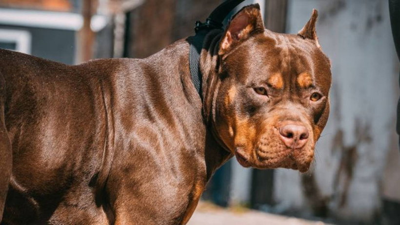 Çocuk ve köpek aynı odada kalamayacak! İki ülkeden tartışma yaratan karar - Resim : 2