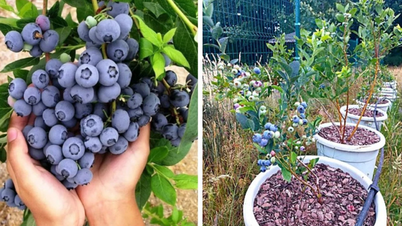Borsa devi bile bu işe girdi! Resmen saksıda para yetişiyor - Resim : 2