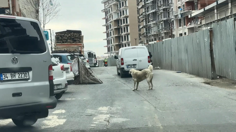 Vicdansızlığın böylesi! Köpeği motosiklete bağlayıp koşturdu cezayı yedi - Resim : 5