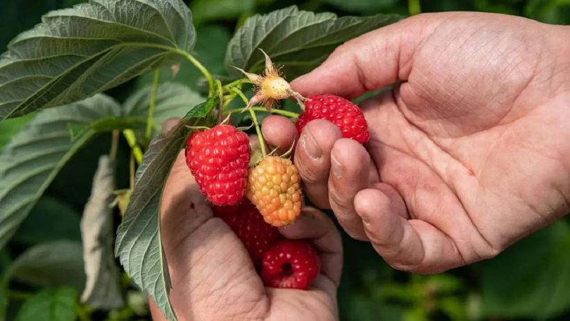 Kırmızısını deli gibi yerken kuşlar sarısına bakmıyorlar bile! Doğanın size ipucu! - Resim : 3