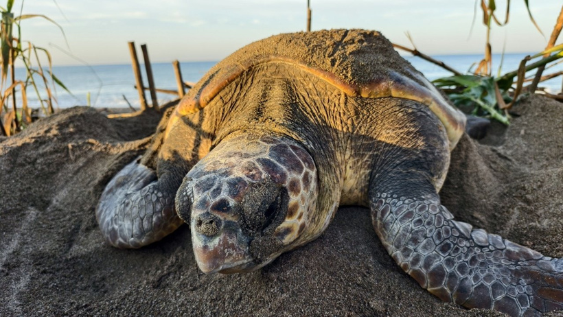 120 milyon yıllık mücadele: Caretta carettanın yumurtlama anı görüntülendi - Resim : 1