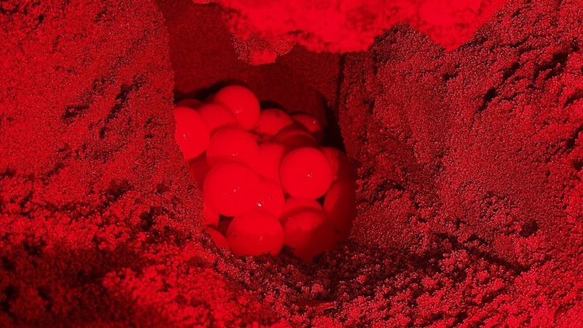 120 milyon yıllık mücadele: Caretta carettanın yumurtlama anı görüntülendi - Resim : 4