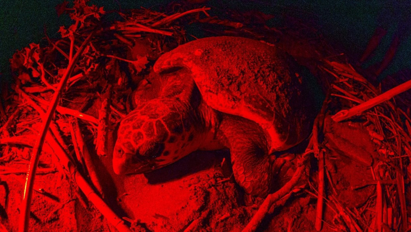 120 milyon yıllık mücadele: Caretta carettanın yumurtlama anı görüntülendi - Resim : 2