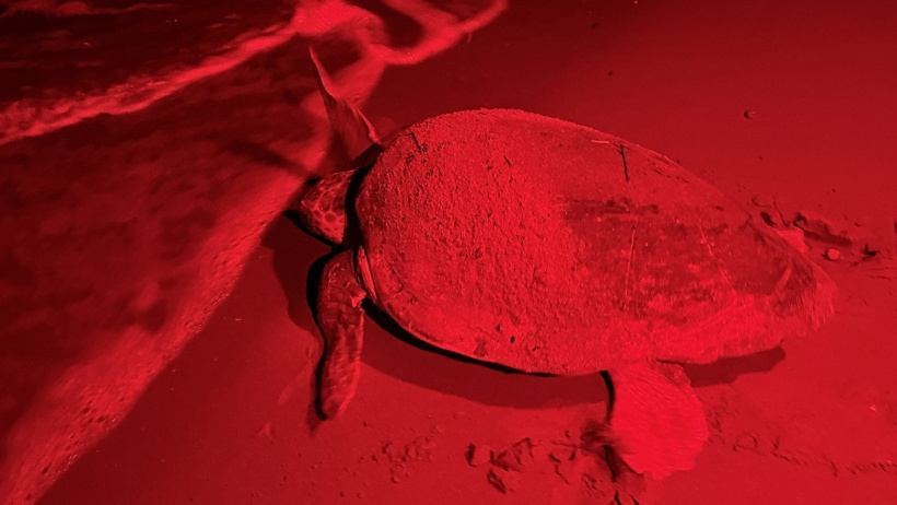 120 milyon yıllık mücadele: Caretta carettanın yumurtlama anı görüntülendi - Resim : 5