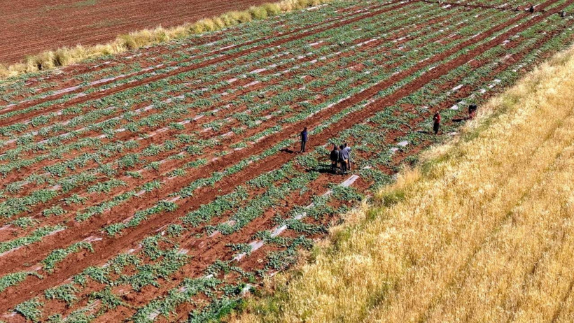 Türkiye'nin en güzel meyvesi bu sene geç gelecek, az olacak - Resim : 1