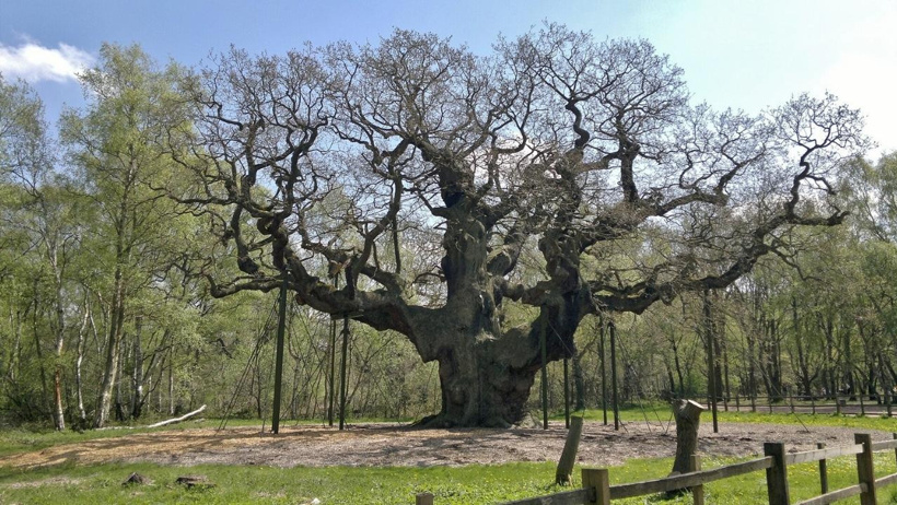 Robin Hood'un saklandığı 1200 yıllık ağaç öldü! - Resim : 2