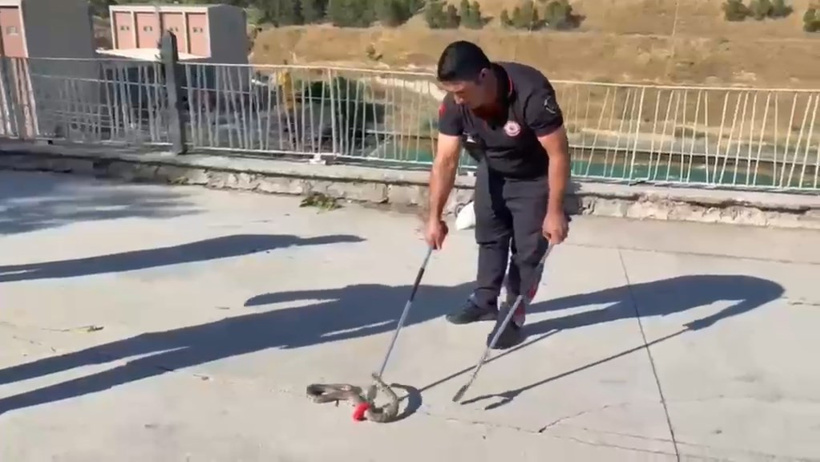 Şanlıurfa'da panik anları: Bebek arabasına yılan girdi - Resim : 1
