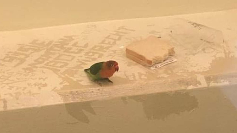 Azılı papağan özel hücreye atıldı! Tutulu papağının hücredeki ilk yemeği bir kap su, iki dilim ekmek - Resim : 2