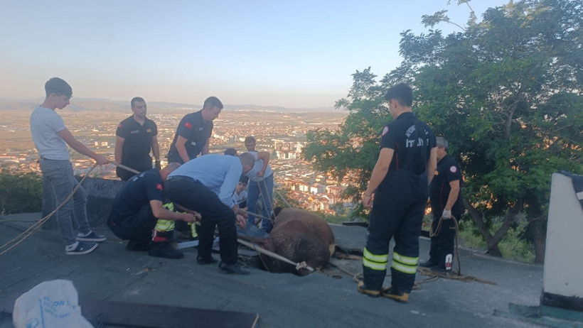 Fıkra gibi olay: Evin tavanından sarkan inek kurtarıldı - Resim : 3