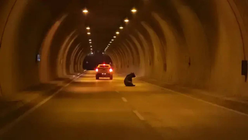 Tünele giren ayıya otomobil çarptı! Film gibi operasyon başladı - Resim : 2