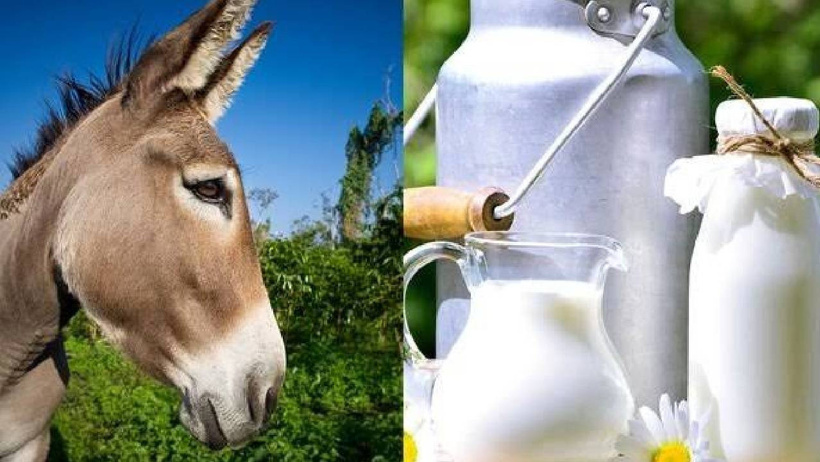 Çiftçiler artık bu sütün peşinde! Günde 2 bardak veriyor ama geliri dudak uçuklatıyor - Resim : 3