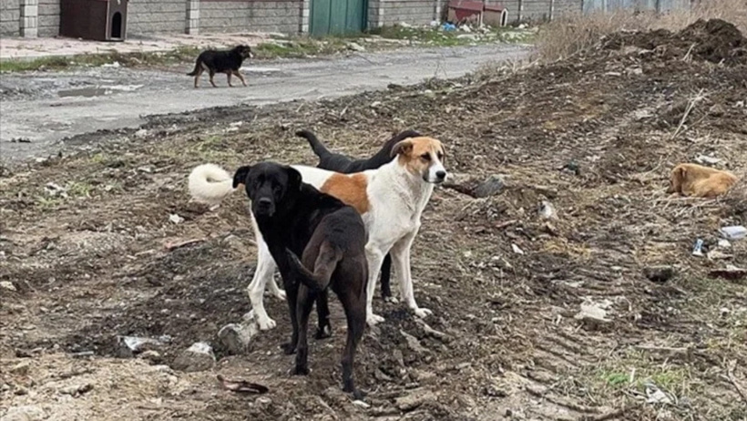Valilik tüm sokak köpeklerinin toplandığını duyurdu: Gözden kaçanları arıyorlarmış - Resim : 1