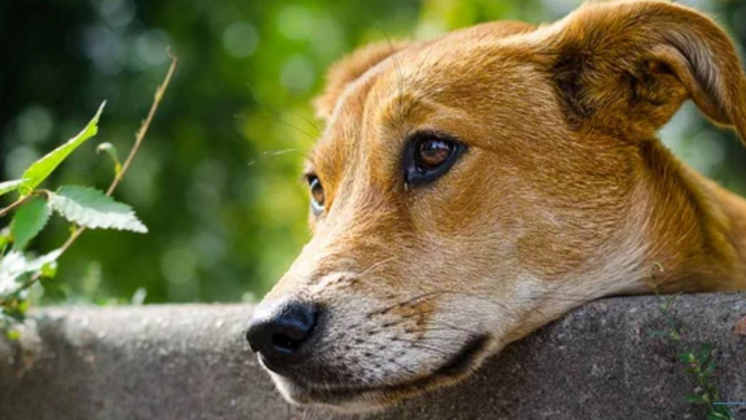 Valilik tüm sokak köpeklerinin toplandığını duyurdu: Gözden kaçanları arıyorlarmış - Resim : 3