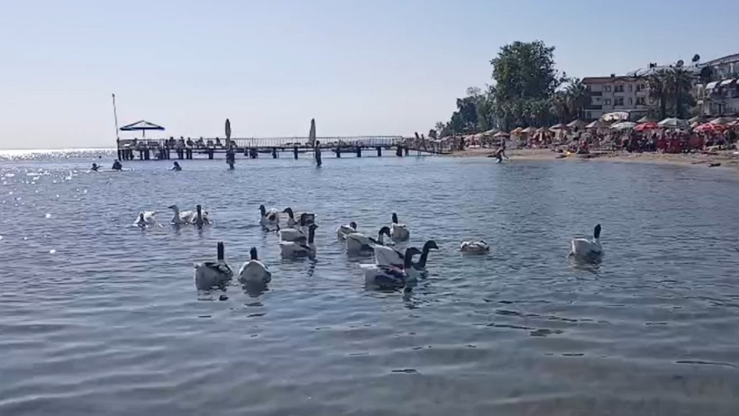 CİMER şikayetiyle hapsedilmişlerdi, geri döndüler: Mahpus kazlar denizde serinledi - Resim : 2