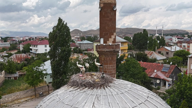 Leylekler yolunu şaşırdı: 3 ay sonra ilk kez ortaya çıktılar - Resim : 3