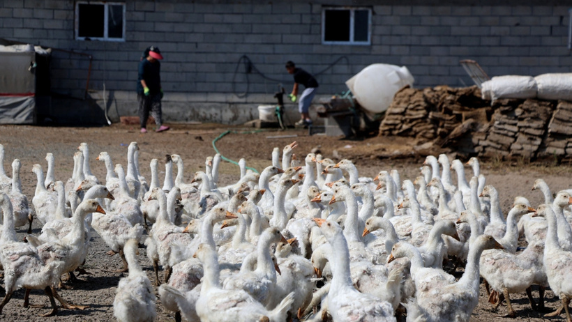 Hobi olarak başladığı işte koyunlarını da satıp çiftlik kurdu: Her yıl 800 yavru üretiyor - Resim : 3