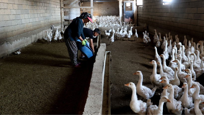 Hobi olarak başladığı işte koyunlarını da satıp çiftlik kurdu: Her yıl 800 yavru üretiyor - Resim : 2