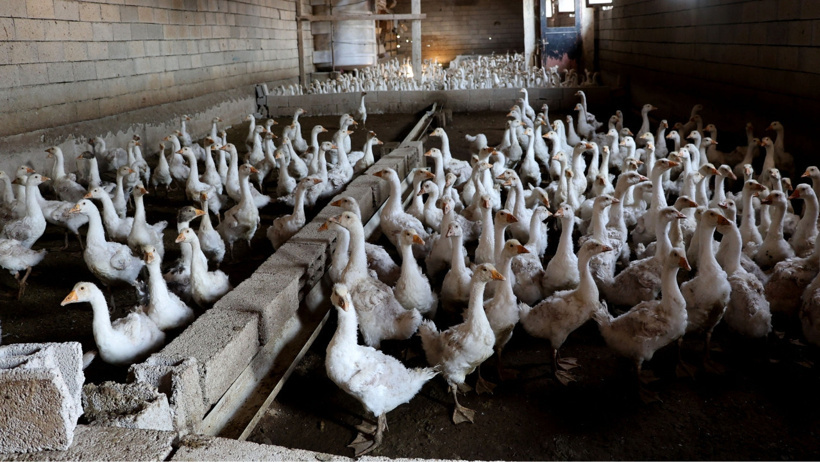 Hobi olarak başladığı işte koyunlarını da satıp çiftlik kurdu: Her yıl 800 yavru üretiyor - Resim : 4