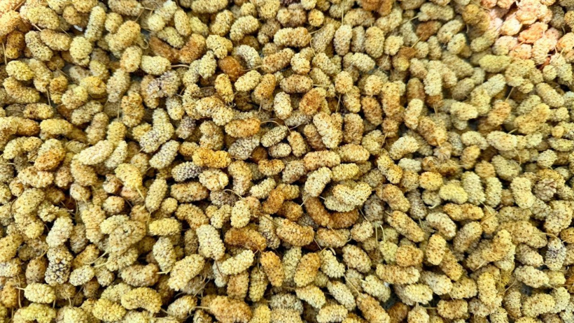 Geçen yıl sıfır çekmişlerdi: 40 derece sıcaklıkta yapılan hasat bu sene 600 ton bereket verecek - Resim : 5