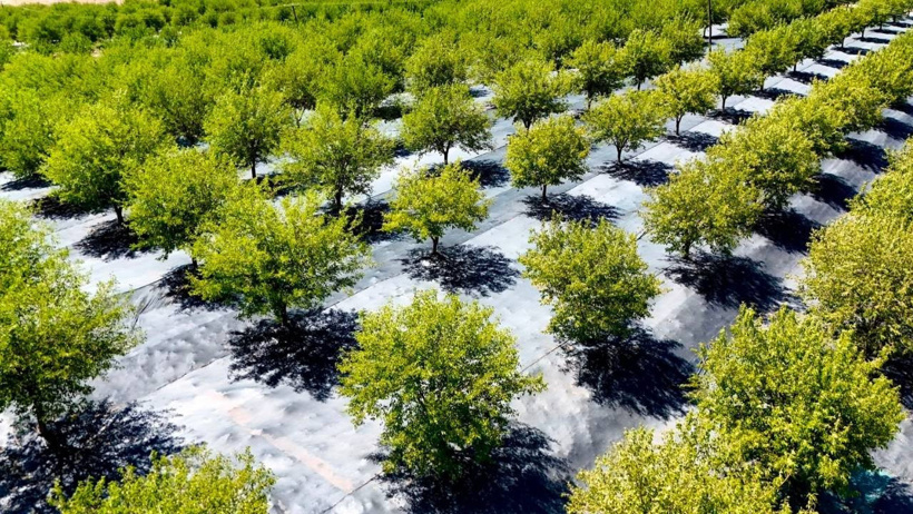 Geçen yıl sıfır çekmişlerdi: 40 derece sıcaklıkta yapılan hasat bu sene 600 ton bereket verecek - Resim : 2