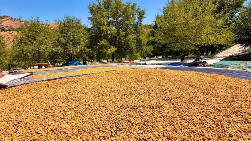 Geçen yıl sıfır çekmişlerdi: 40 derece sıcaklıkta yapılan hasat bu sene 600 ton bereket verecek - Resim : 3