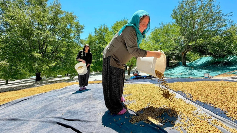 Geçen yıl sıfır çekmişlerdi: 40 derece sıcaklıkta yapılan hasat bu sene 600 ton bereket verecek - Resim : 4