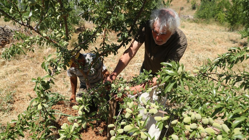77 yaşındaki emekli öğretmen tek başına 80 bin fidan dikti, çorak dağları cennete çevirdi - Resim : 1