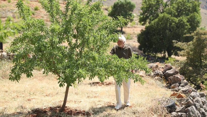 77 yaşındaki emekli öğretmen tek başına 80 bin fidan dikti, çorak dağları cennete çevirdi - Resim : 3
