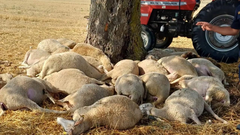 Yağmurdan kaçarken felaketi yaşadılar! 30 koyun yıldırımda öldü - Resim : 1