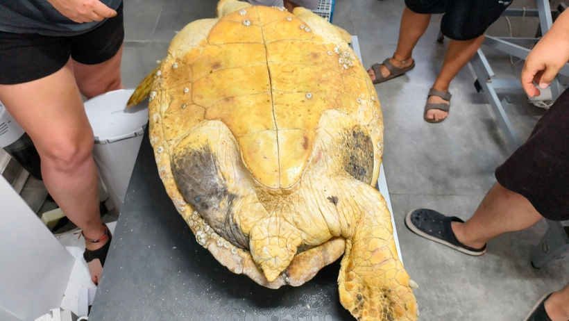 Engelli caretta caretta için seferber oldular: Dünyada bir ilk oldu - Resim : 4