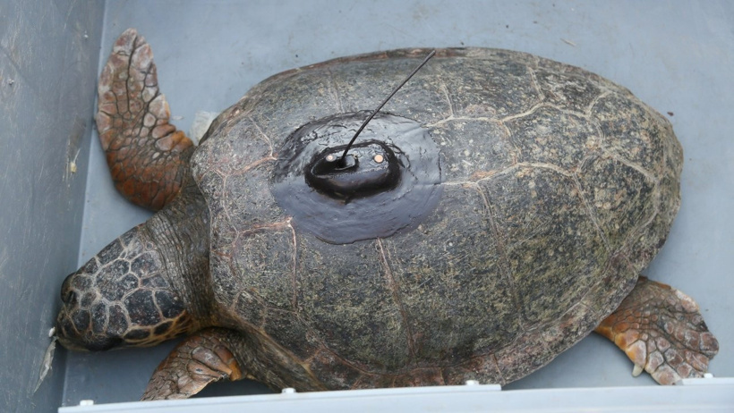 Engelli caretta caretta için seferber oldular: Dünyada bir ilk oldu - Resim : 3