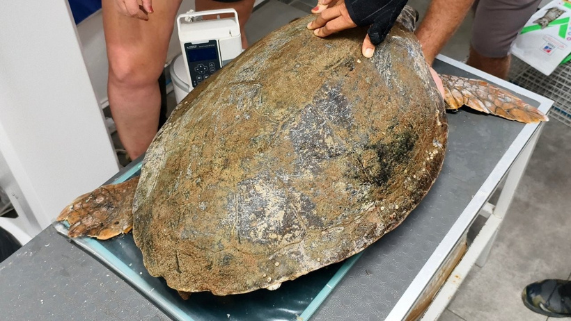 Engelli caretta caretta için seferber oldular: Dünyada bir ilk oldu - Resim : 2
