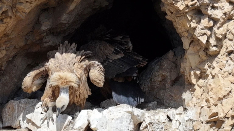 Dev yırtıcılar sıraya girdi: Cehennem Deresi'nde yavrularını böyle beslediler - Resim : 4