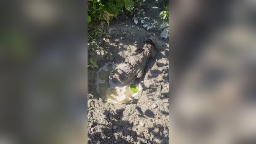 Beton döküldü, yavru köpek altında kaldı! Operatörün tespiti için çalışma başlatıldı - Resim : 1